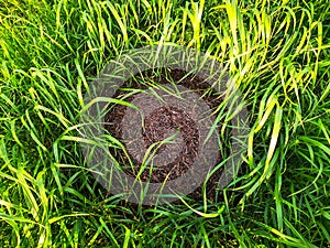Big round ant hill hidden in tall grass