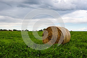 A roll of hay on an agricultural field overgrown with lush grass and clover.