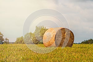 Big round bale of straw in the field