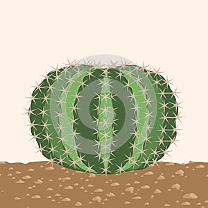 Big round cactus isolated . photo