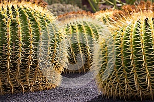 Big round cactus lanzarote
