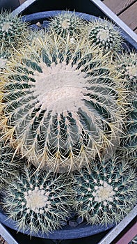 Big round cactus.