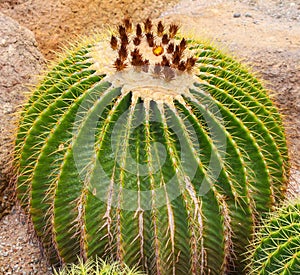 The big round cactus