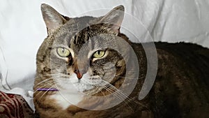 The big round face of a domestic cat. Look around. Very serious and beautiful