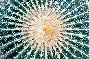 Big round golden barrel cactus