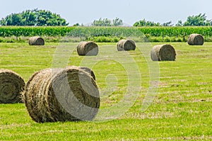 Big round hay bails with corn photo