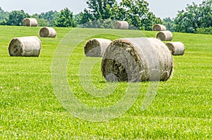 Big round hay bails photo