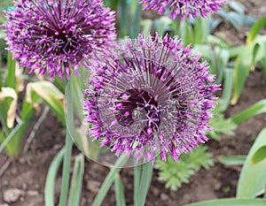 Big and round purple flowers Early emperor ornamental onion flowers allium jesdianum. Big violet bulbs. Allium are