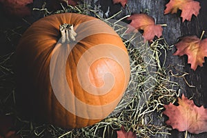 Big rural decorative orange pumpkin on rustic wooden background with hay and foliage as for thanksgiving or halloween