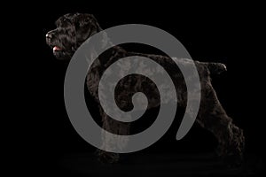 Big Russian Black terrier Dog Standing on Isolated Background