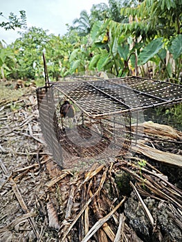 big rusty animal metal trap cage at the farm.