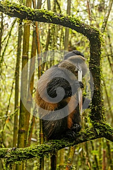 Big rwandan golden monkey sitting on the tree and eating bamboo