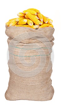 Big sack of corn cobs