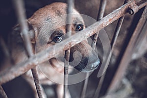 A big sad shepherd in an old aviary. Toned, style photo.