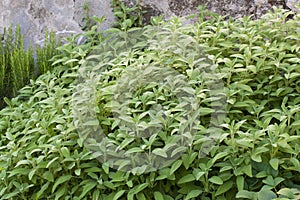 Huge sage salvia officinalis plant in the garden photo