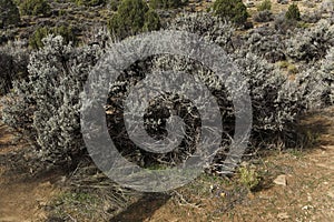 Big Sagebrush, Artemisia tridentata, found in arid regions photo