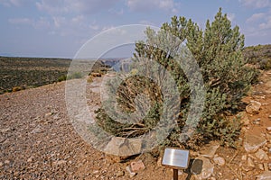 Big sagebrush or Great Basin sagebrush Artemisia tridentata, an evergreen shrub in the middle of desert photo
