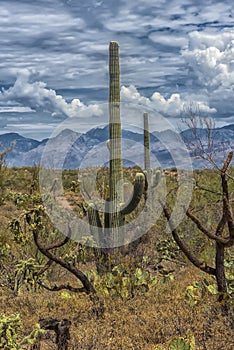 Big Saguaros in Saguaro National Park