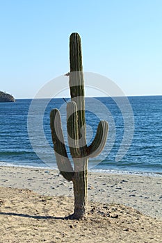 Sahuaro cactus on front of the sea photo