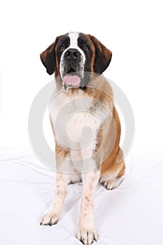 Big Saint Bernard