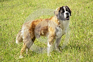 Big Saint Bernard dog