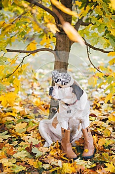 Big Saint Bernard dog in boots sits under a tree in an autumn city park