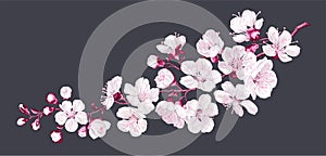 Vector branch with spring sakura flowers. Realistic fruit tree, fading cherry. photo