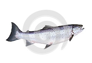 Big salmon