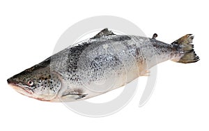 Big salmon fish isolated