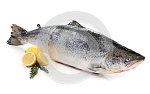 Big salmon fish isolated