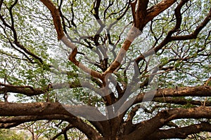 Big Samanea saman tree with branch