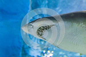 Big Sand tiger shark - CARCHARIAS TAURUS in the clear blue water of Atlantic ocean