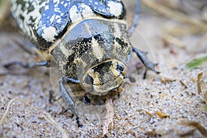 A big Scarab beetle walking on sand