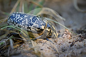 A big Scarab beetle walking on sand