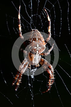 Big scary spider Araneus
