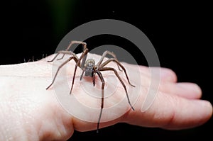 Big scary spider on hand