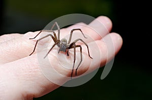 Big scary spider on hand