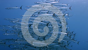 A big school of Blackfin Barracudas in blue water 4k