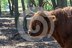 Big scottish brown hairy yak cattle close up