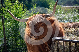 Big scottish brown hairy yak cattle close up