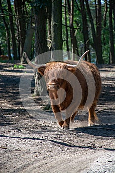 Big scottish brown hairy yak cattle close up