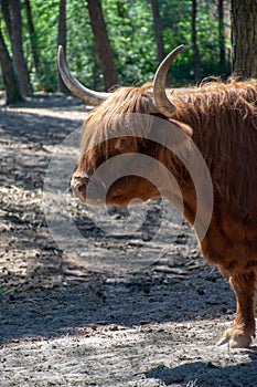 Big scottish brown hairy yak cattle close up