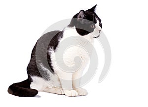 Big Scottish cat bicolor color on a white background, isolated image photo