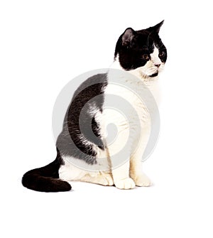 Big scottish cat black bicolor color on a white background, isolated image photo