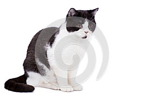 Big Scottish cat harlequin color on a white background, isolated image