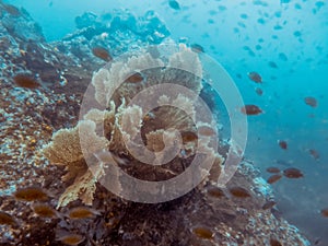 Big sea fan in Myanmar divesite