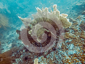 Big sea fan in Myanmar divesite