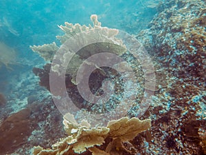 Big sea fan in Myanmar divesite