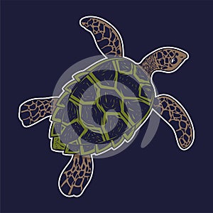 Big sea ocean wild animal turtle