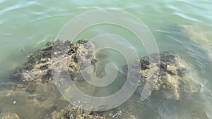 Big sea rock with waves. top view of sea coral rocks